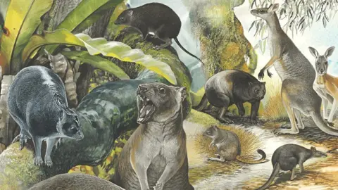 Peter Shouten/Australian Geographic Reconstruction of ancient tree-climbing kangaroo (left)