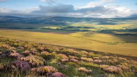 Buccleuch Langholm Moor