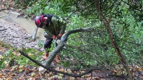 Frankie Read-Cutting A person wearing protective clothing uses a chainsaw to cut a fallen tree trunk in a wet woodland area, with a narrow stream and dense green foliage around them in Combwell Wood.