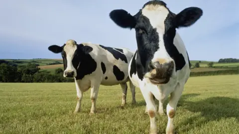 Getty Images Cows