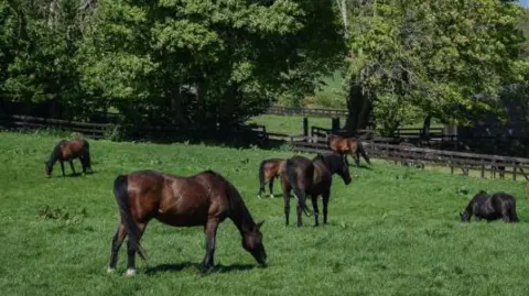 A group of brown horses grazing in a green field.