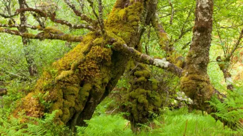 A silver birch tree with a lot of moss on it. It is very green and there is green ferns all around too. 