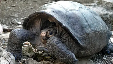 A specimen of the giant Galapagos tortoise Chelonoidis phantasticus, thought to have gone extint about a century ago, is seen at the Galapagos National Park on Santa Cruz Island in the Galapagos Archipelago, in the Pacific Ocean 1000 km off the coast of Ecuador, on February 19, 2019.