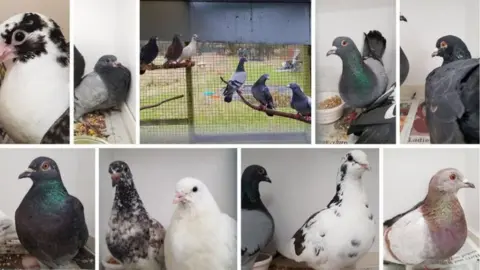 HART Pigeons found in Southampton