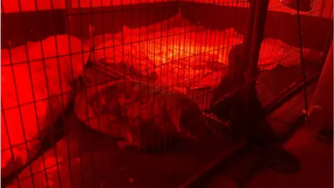 GSPCA A photo of Dolly