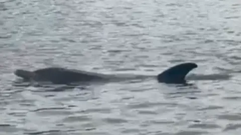 A dolphin in the river