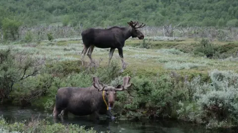 Mats Hagwall Two elk in the wild, with one in a river and the other walking nearby