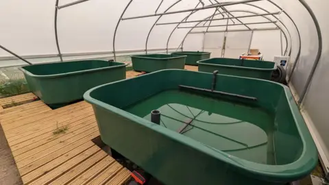 Tees River Trust Seagrass being grown in water tanks