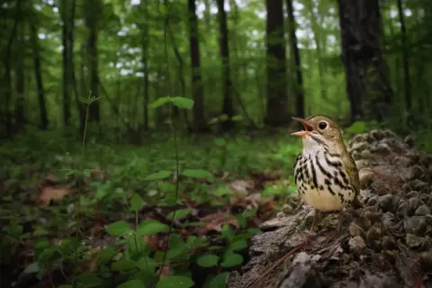 Joshua Galicki / Bird Photographer of the Year Ovenbird