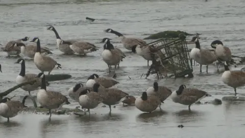 Keep Wales Tidy Dozens of birds in the dirty river