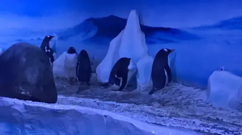 Freedom for Animals penguins in sea life