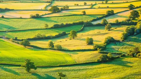 A countryside landscape in the evening sun, dotted with trees and criss-crossed with hedgerows