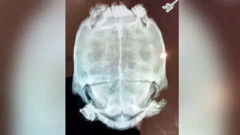 Jill Mancino An X-ray scan of a tortoise, with four clear eggs in its body.