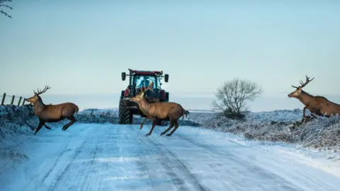 Three deer cross a frost-covered country lane against a white sky, with a tractor driving in the background.