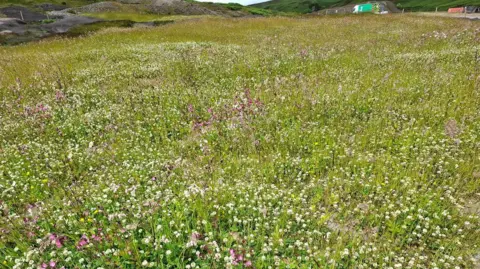 A field of white and purple wildflowers in long grass.