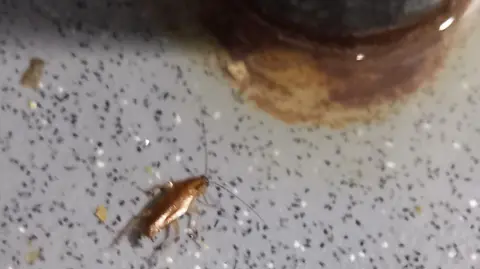 Stockport Council Cockroach up close on a dirty kitchen surface