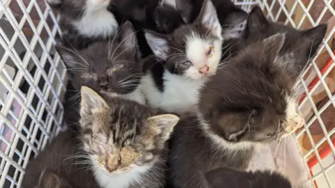 RSPCA A number of black and white kittens crowded together in a white cat basket.