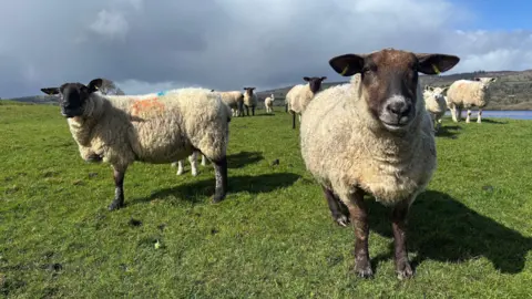 A flock of sheep stand in a field. The sky above is cloudy and the grass is a vibrant green. Beyond the sheep you can see some water and some hills. Two of the sheep are looking at the camera and they all have black faces and black legs and a fluffy White fleece.  