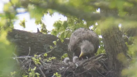 Forestry England Tree branches frame a nest with two fluffy heads of chicks poppin gout and a adult eagle leaning in to feed them