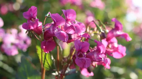 Close-up of Himalayan balsam. It has large pink, bonnet-shaped flowers.