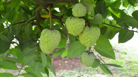 Custard fruit hang from the branches of a tree. They look like large avocados, but nobbly and a paler shade of green.