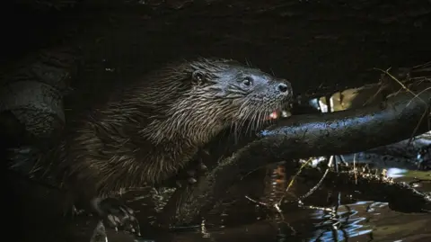 Jacki Gordon An otter climbs onto a branch protruding from a lake