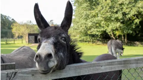 The Donkey Sanctuary Oscar the donkey