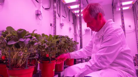 University of Essex Dr Phillip Davey looks at potted plants in the drought room