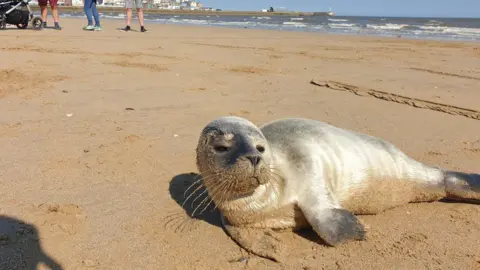 Matt Barnes A seal