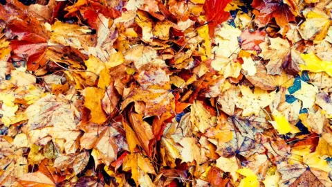 Aisling Kelly Autumn leaves