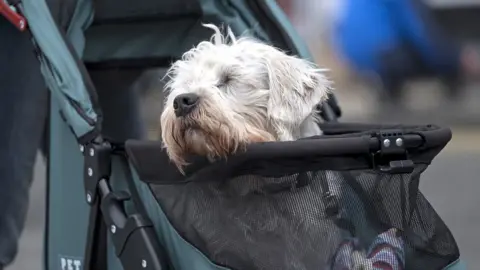 Rob Gray Dandie Dinmont