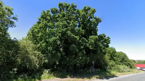 Google Oak tree