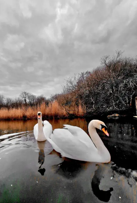 stacey johns Two swans snapped on a grey day in Gosport by Stacey Johns