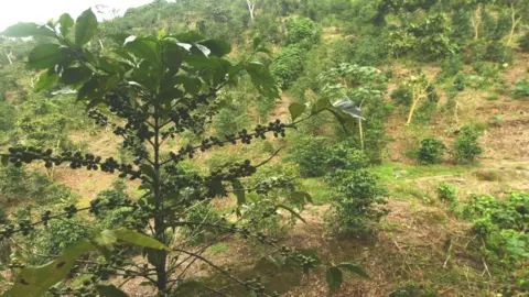 Getty Images Coffee plantation on hillside