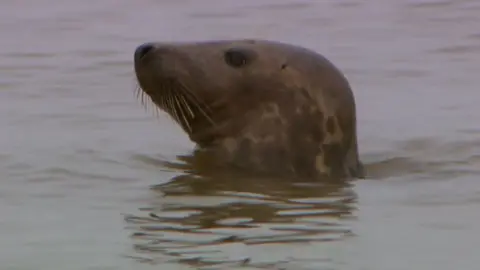 Seal swimming in Horsey, Norfolk