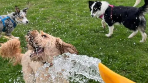 Mary Evans Picture Library Dogs playing with water