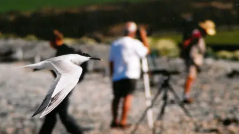 Sandwich tern flies past bird watchers looking the other way at Cemlyn Bay