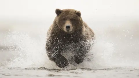 DR P MARAZZI/SCIENCE PHOTO LIBRARY Grizzly bear