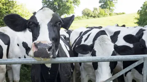 Getty Images Stock picture of cows