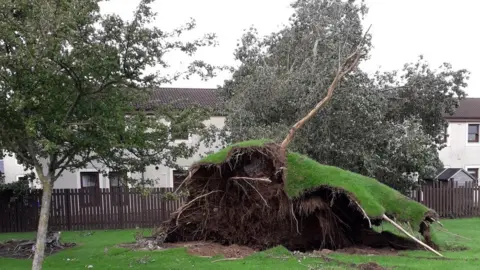 BBC Weather watchers/pearswig Prestwick uprooted tree