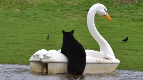 Woburn Safari Park Bear clambering on to pedalo in the shape of a white swan