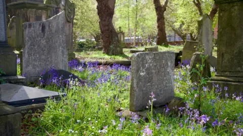 Bluebells in a cemetery with headstones dotted around