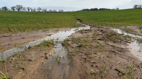 Bruce Griffith The picture shows a muddy farm field where recent rain has formed long, shallow channels of standing water. The ground looks heavily saturated and the soil has been churned up, leaving wet ruts that run across the field towards the horizon. Small shoots of young grass are poking through the mud, but the waterlogged surface makes the field look difficult to work and slow to drain. 