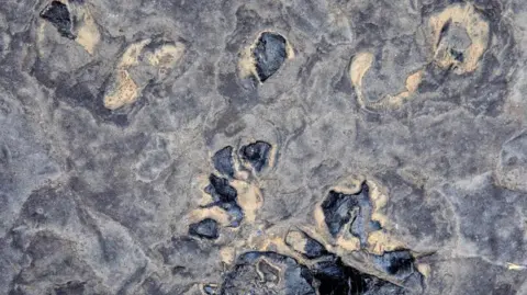 SWNS A close up image of the paving slab with the darker lumps in the stone the fossils