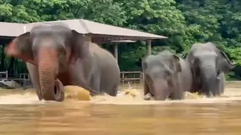 Elephants wade through floodwaters at sanctuary