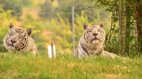 Rosie Wilkes Ben (left) and Tikva (right) in a field