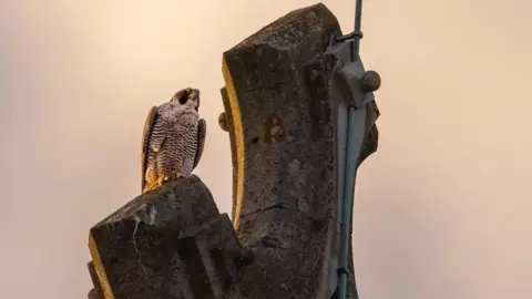 Patrick Wainwright Peregrine Falcon on top of cathedral