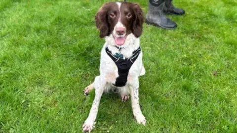 RSPCA Dee Dee, a young springer spaniel, standing on a lawn