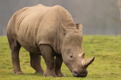Whipsnade Zoo A southern white rhino with its nose to the ground. It stands on grass and the background is blurred.