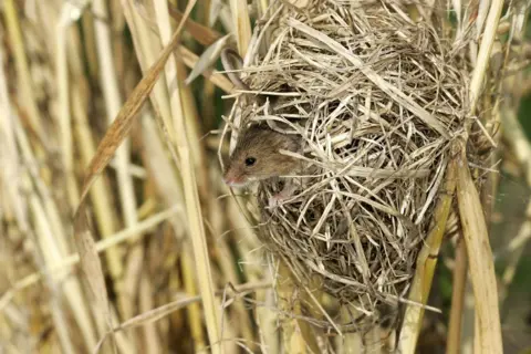 Getty Images A tiny mouse in a round, ball-shaped next made out of woven grass in among longer reed-like grasses